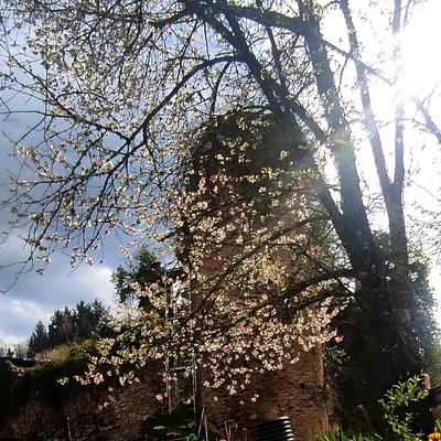 Rénovation plancher