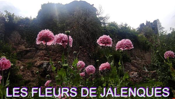 Les fleurs de Jalenques