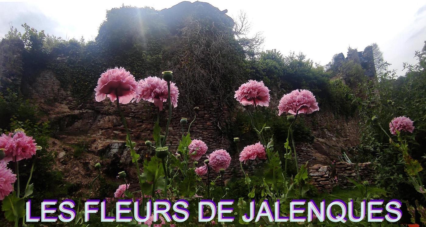 Les fleurs de Jalenques