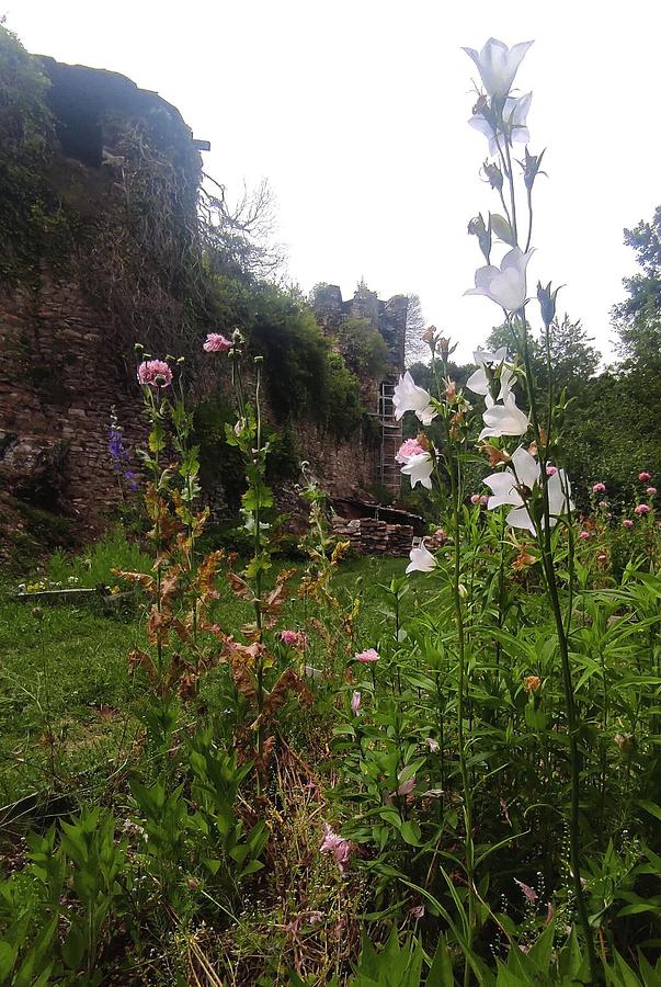 Les fleurs de Jalenques