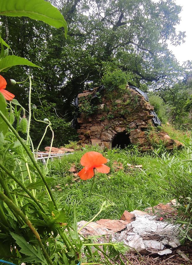 Les fleurs de Jalenques