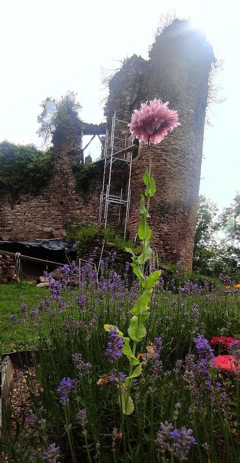 Les fleurs de Jalenques