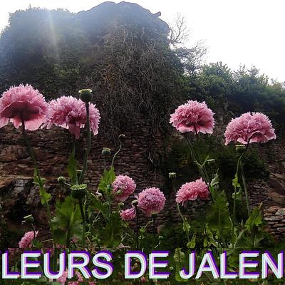 Les fleurs de Jalenques