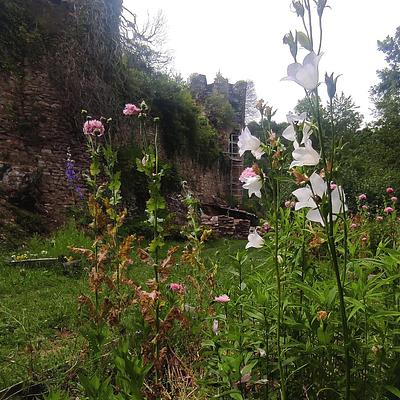Les fleurs de Jalenques