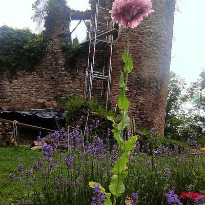 Les fleurs de Jalenques