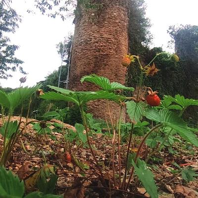 Les fleurs de Jalenques